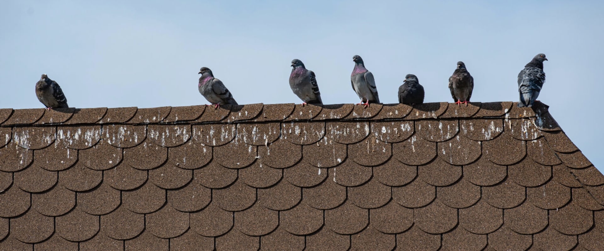 How to Protect Your Roof from Animal Infestations