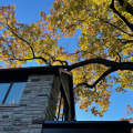 How to Trim Tree Branches for a Safe and Beautiful Roof