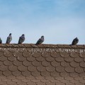 How to Protect Your Roof from Animal Infestations