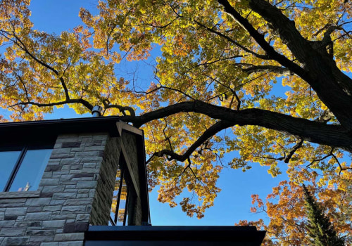 How to Trim Tree Branches for a Safe and Beautiful Roof