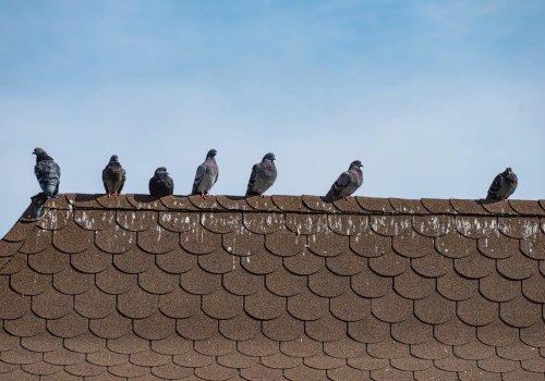 How to Protect Your Roof from Animal Infestations